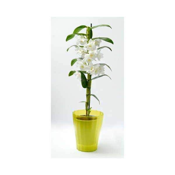 Ghiveci Plastia Trasluscent Ola, ø 13,4 cm, verde-image-1