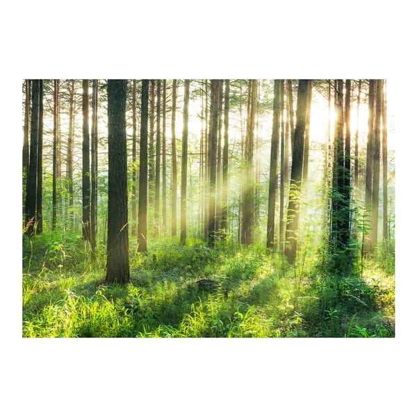 Tapet în format mare Pădurea la răsărit, 366x254 cm