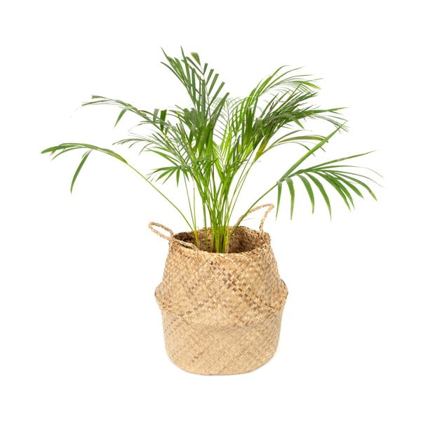 Coş depozitare din iarbă de mare Compactor, ⌀ 36 cm-image-4