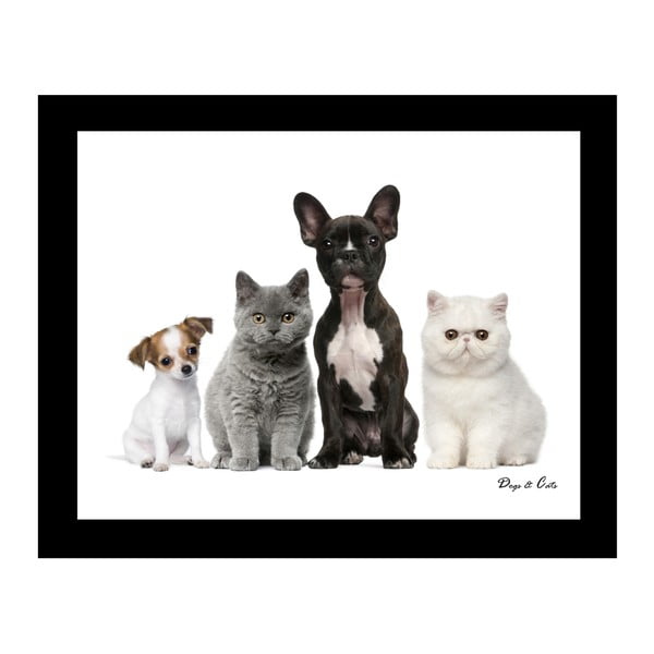 Pictură pe pânză 8mood Cats and Dogs, 50 x 40 cm