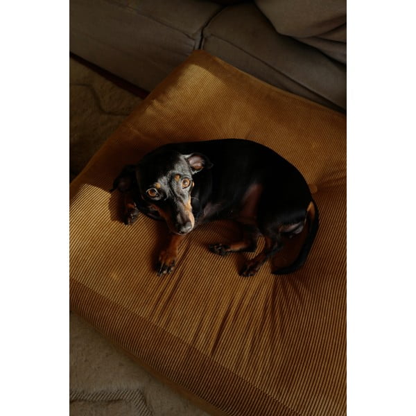 Puf galben muștar More – Karup Design-image-4