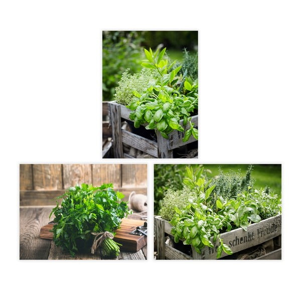 Tablouri 3 buc. 30x40 cm Herbs – Casa Selección