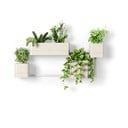 Ghivece 4 buc. din plastic pentru ierburi aromatice, de agățat, de perete Cubiko – Umbra