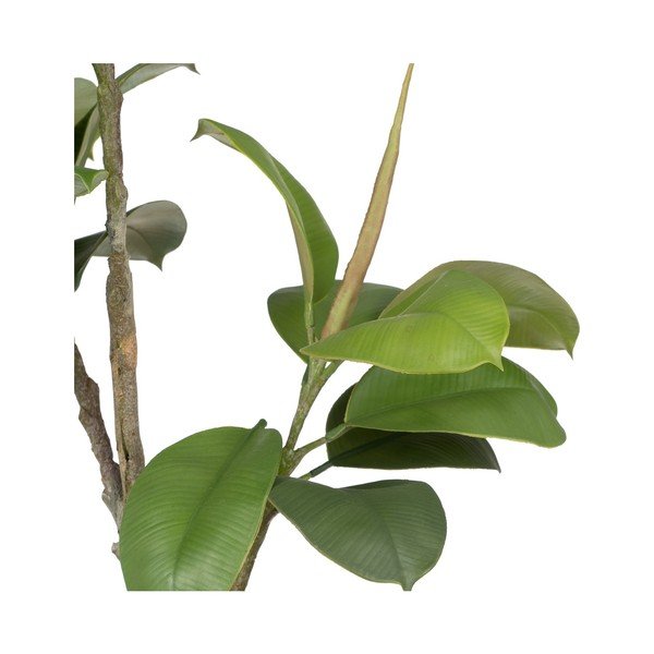 Plantă artificială (înălțime 116 cm) Oak Tree – Ixia-image-1