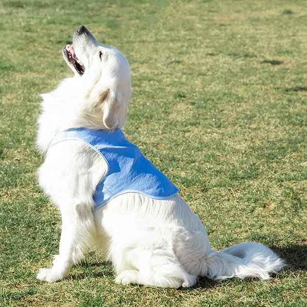 Vestă cu efect de răcire pentru animale mari de companie InnovaGoods, măr. L-image-2