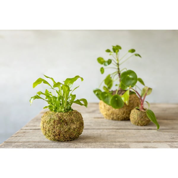 Ghiveci ø 14,5 cm Kokedama – Esschert Design-image-2