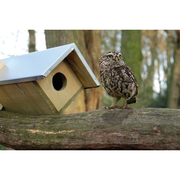 Căsuță pentru bufnițe din lemn – Esschert Design-image-1
