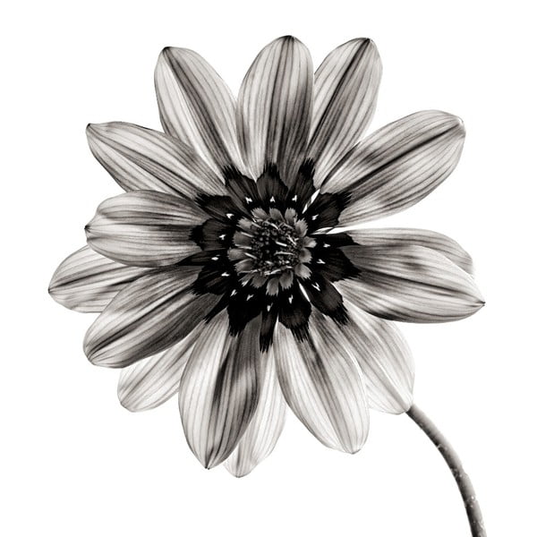 Tablou din sticlă Insigne Flower, 30 x 30 cm, negru - alb