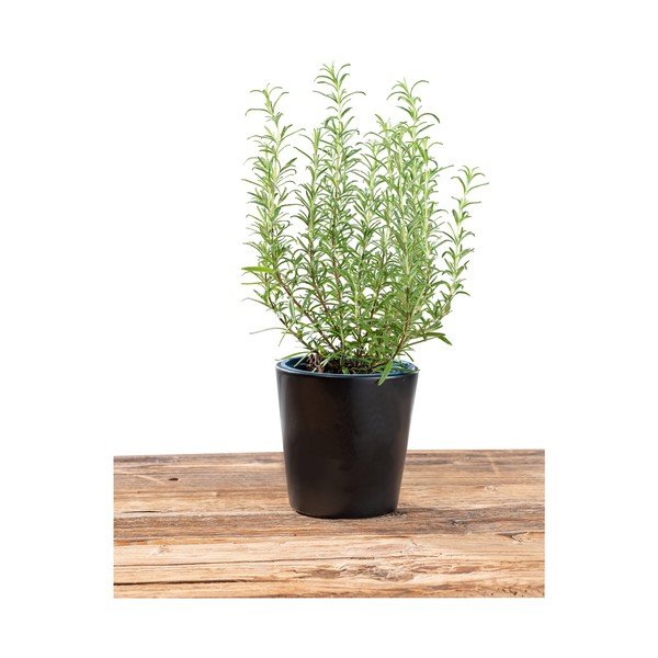 Ghiveci Wenko Black Outdoor Kitchen Kuro, ø 13 cm, negru-image-4