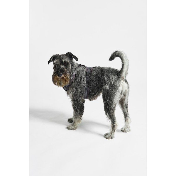 Ham gri închis S lungime 30 cm Modena Asphalt S – MiaCara-image-1