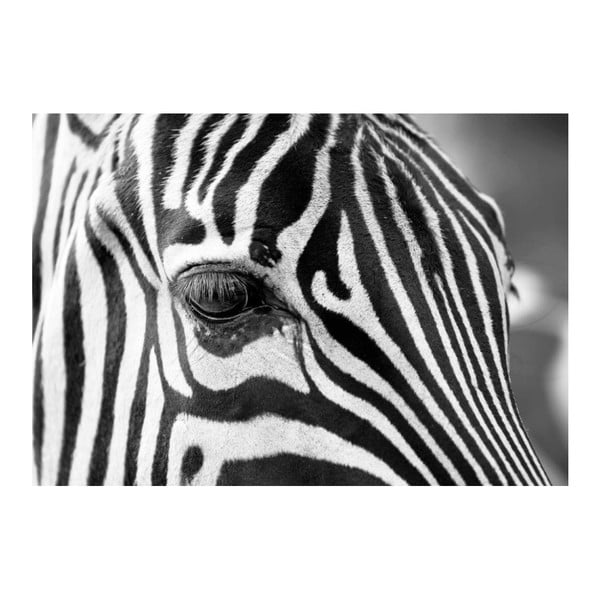 Tablou DecoMalta Zebra, 80 x 60 cm