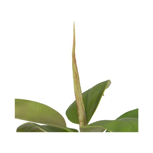 Plantă artificială (înălțime 116 cm) Oak Tree – Ixia-image-3