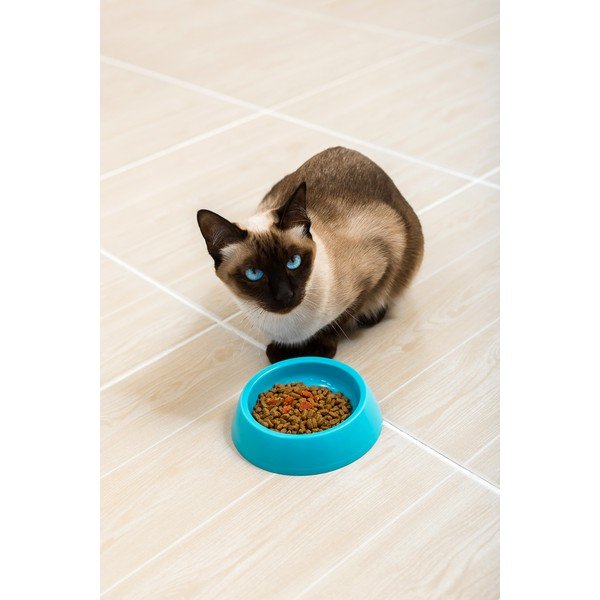Bol albastru pentru câini Petpetite, ø 14 cm-image-1