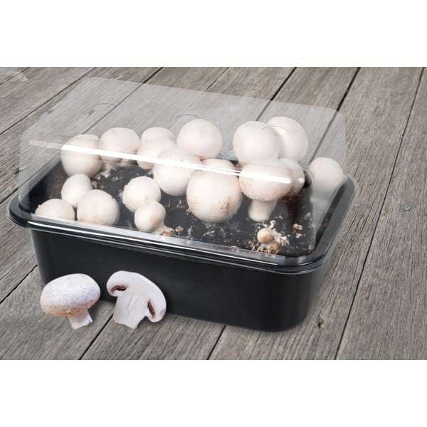 Sac pentru cultivare Field Mushroom – Esschert Design-image-1