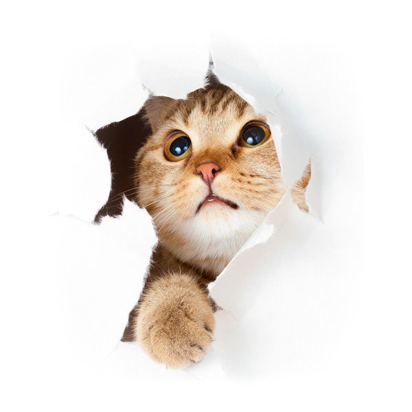 Autocolant Ambiance Cat in Hole-image-1