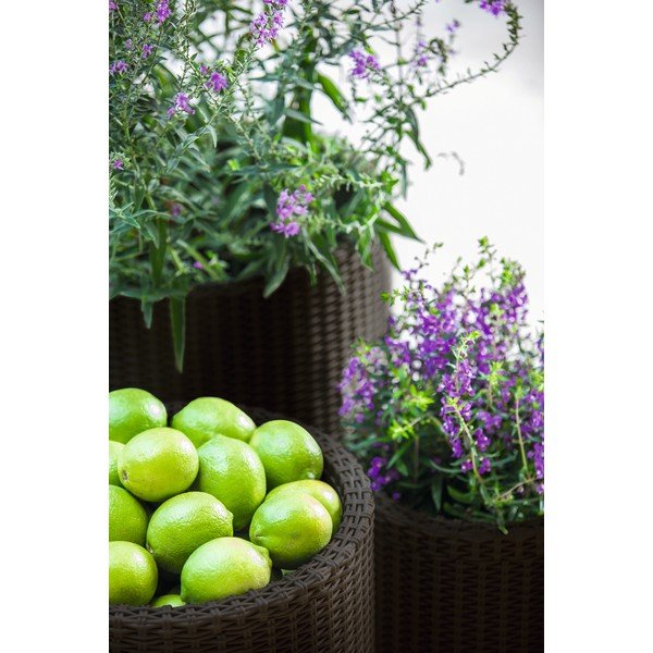 Ghivece 3 buc. din plastic ø 43 cm Cylinder – Keter-image-1