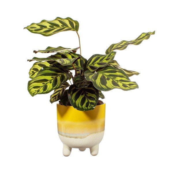 Ghiveci Sass & Belle Bohemian Home Mojave, ø 11,7 cm, galben-image-2