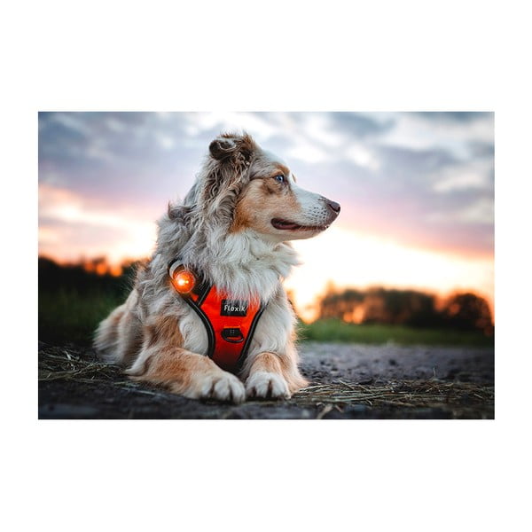 Lanternă LED pentru zgardă Amber – Orbiloc-image-4