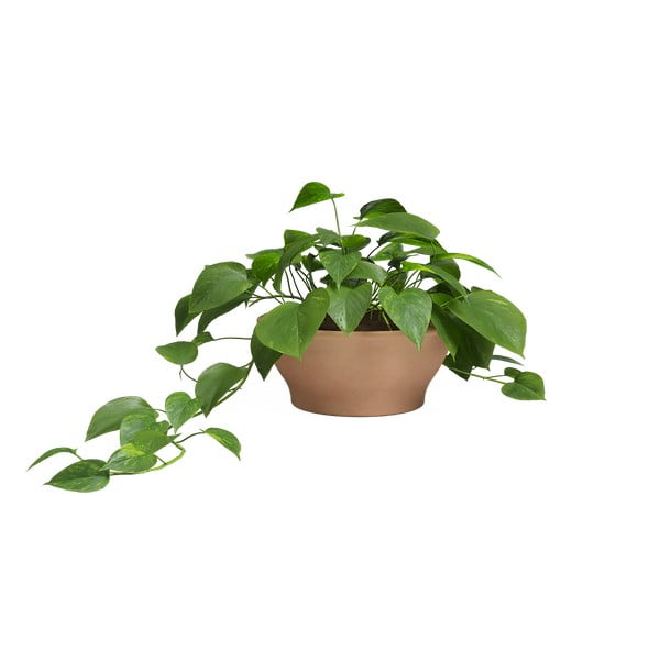 Ghiveci din teracotă ø 31 cm Saramago – Artevasi-image-1