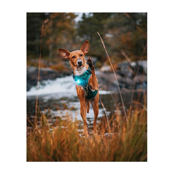 Lanternă LED pentru zgardă Turquoise – Orbiloc-image-4