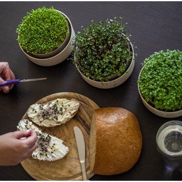 Ghiveci din plastic ø 16 cm Microgreens – Plastia-image-1