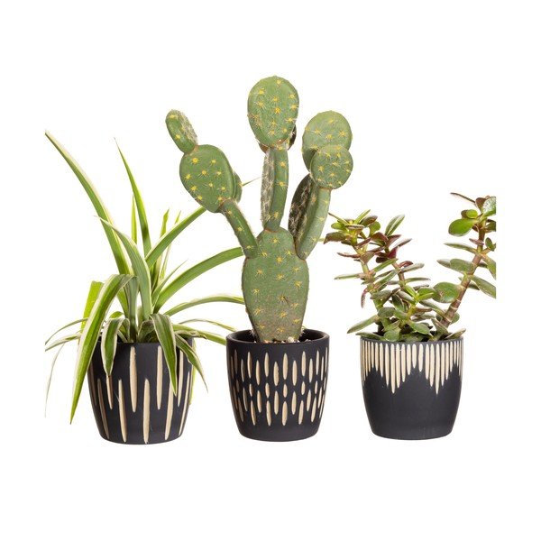 Ghivece decorative 3 buc. din teracotă ø 8 cm Grafitto – Sass & Belle-image-2