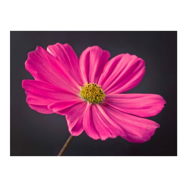 Tablou DecoMalta Pink, 65 x 50 cm