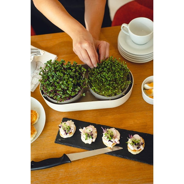 Set de boluri de germinare Microgreens & Regrow - Plastia-image-3