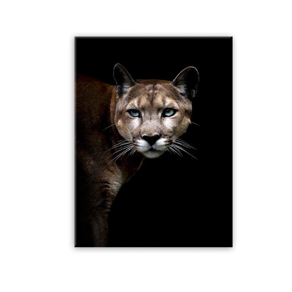 Tablou Styler Glas Animals Cougar, 70 x 100 cm