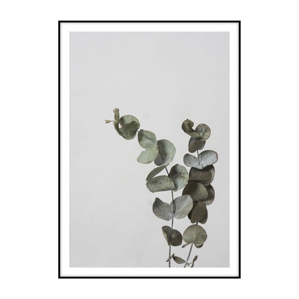 Poster Imagioo Eucalyptus, 40 x 30 cm