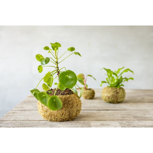 Ghiveci ø 20 cm Kokedama – Esschert Design-image-1