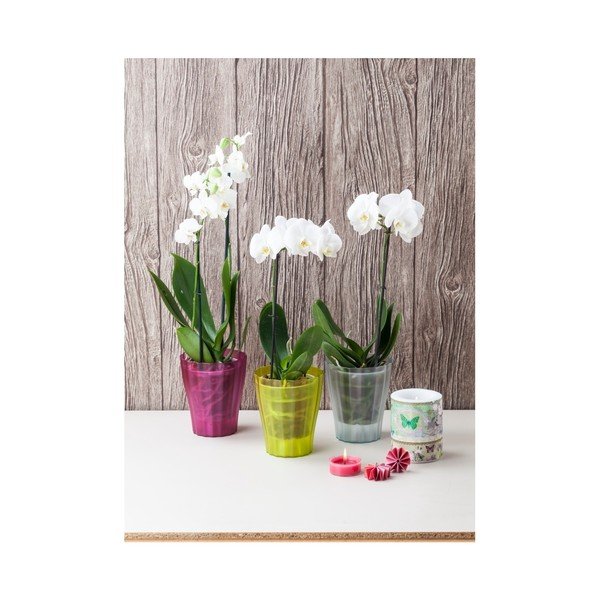 Ghiveci Plastia Trasluscent Ola, ø 13,4 cm, verde-image-2