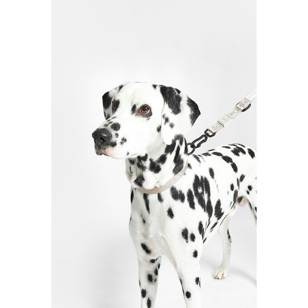 Zgardă gri închis M/L lungime 35 cm Modena Asphalt M/ML – MiaCara-image-4