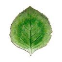 Farfurie din gresie ceramică Costa Nova Riviera, 19 x 22 cm, verde