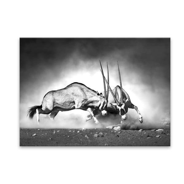 Tablou Styler Glas Animals Gazelle, 70 x 100 cm