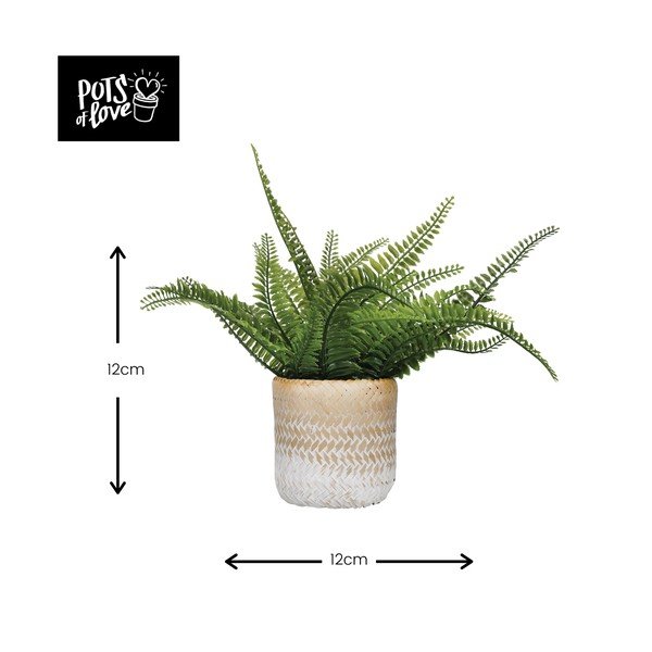 Ghiveci din iarbă de mare Kitchen Craft Ombré-image-2