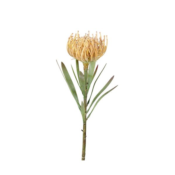 Plantă artificială (înălțime 43 cm) Protea – Ego Dekor
