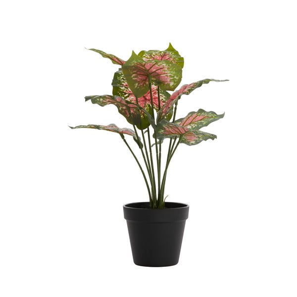 Plantă artificială (înălțime 40 cm) Caladium – Light & Living-image-1