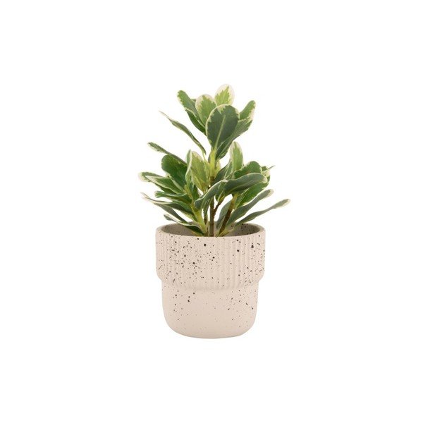 Ghiveci de beton bej deschis ø 14 cm Speckles - PT LIVING-image-2