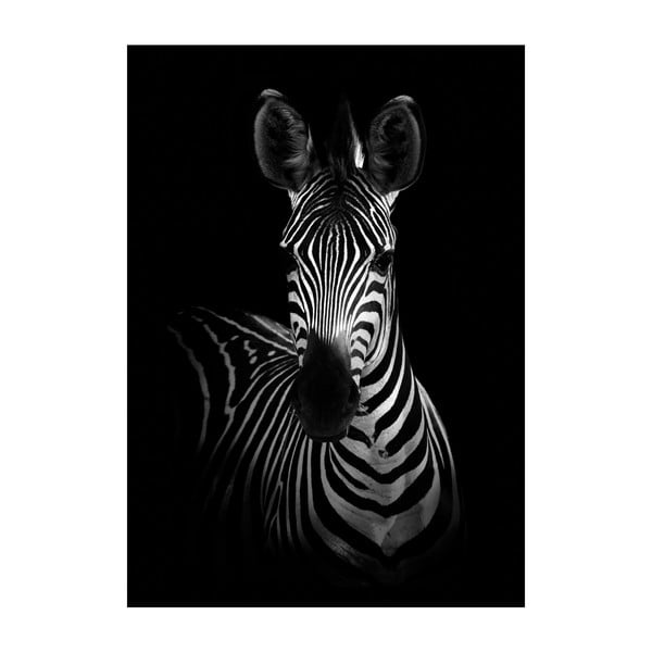 Poster Imagioo Mighty Zebra, 40 x 30 cm