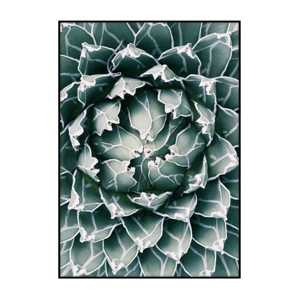 Poster Imagioo Cactus Close Up, 40 x 30 cm