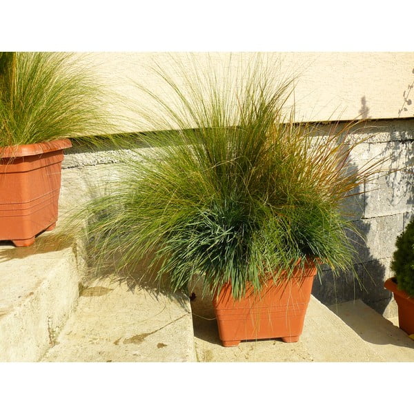 Ghiveci maro cu auto-udare, 50 x 50 cm Bergamot - Plastia-image-1