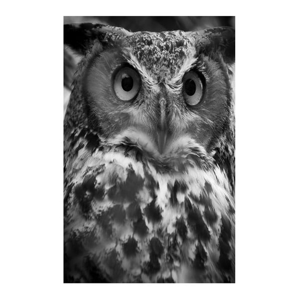 Tablou Black&White Owl, 45 x 70 cm