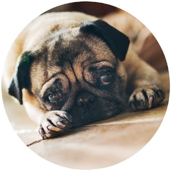 Cârlig haine Wenko Pug-image-1