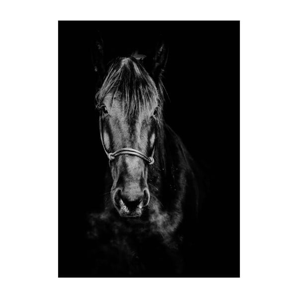 Poster Imagioo Horse, 40 x 30 cm