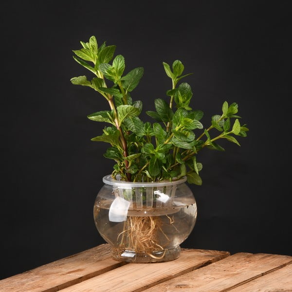 Ghiveci pentru creșterea plantelor Esschert Design, înălțime 11,7 cm-image-1
