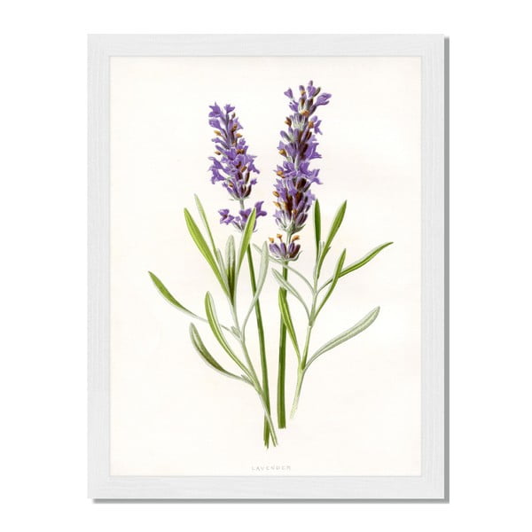 Tablou înrămat Liv Corday Provence Herbal Lavender, 30 x 40 cm