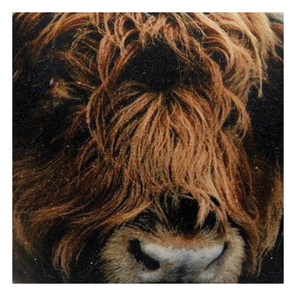 Pernă Scottish Highlander 50x35 cm-image-2