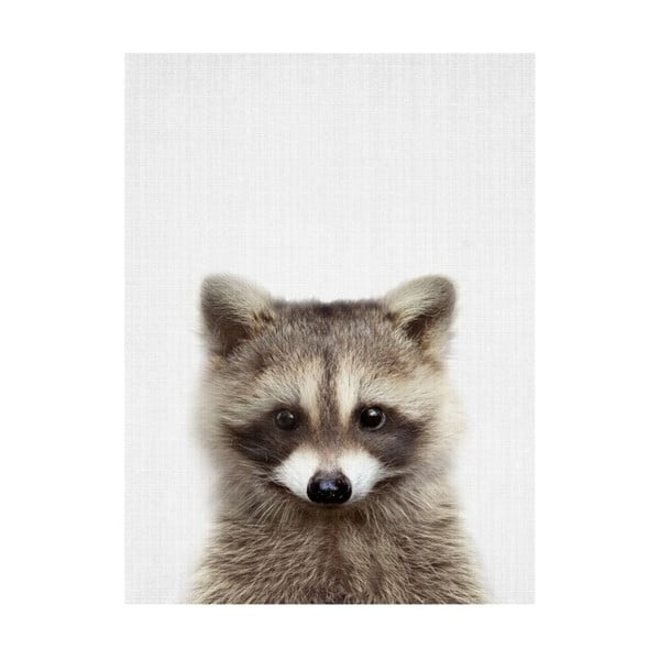 Poster Blue-Shaker Baby Animals Raccoon, 30 x 40 cm