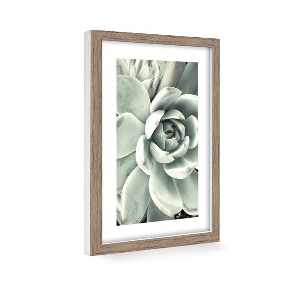 Poster 60x90 cm Aloe -image-1